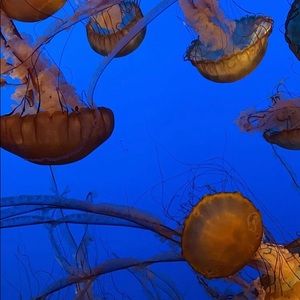 Meet your Posher, Devin